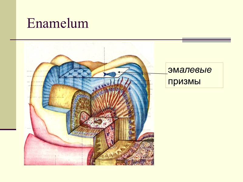 Enamelum эмалевые призмы